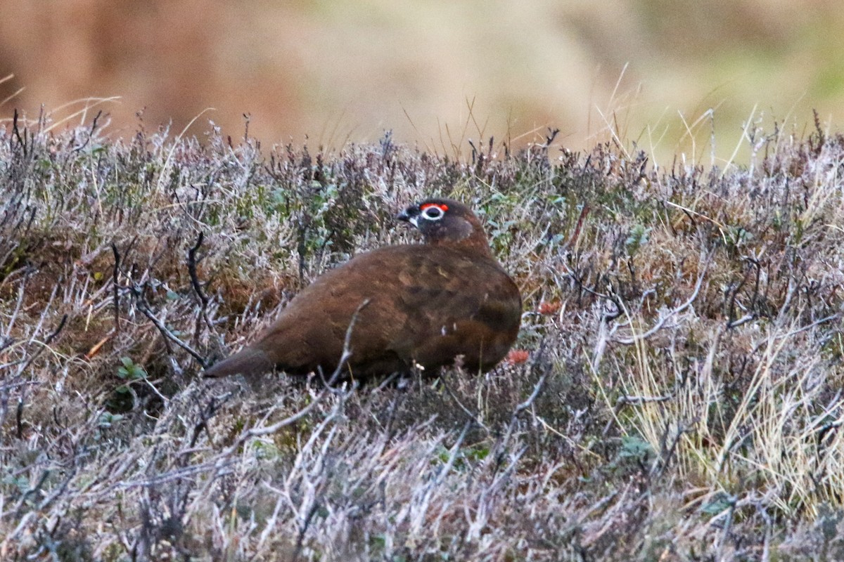 Willow Ptarmigan - ML542267731
