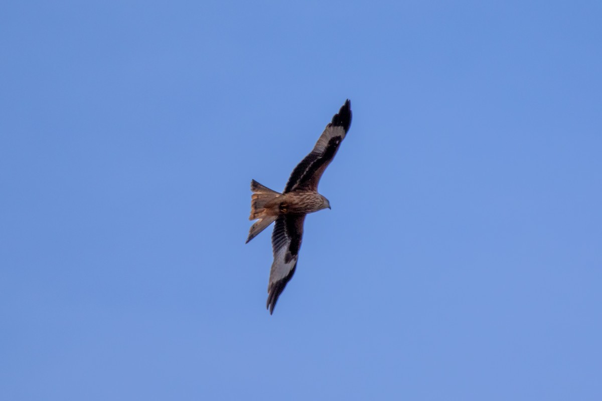 Red Kite - ML542267871