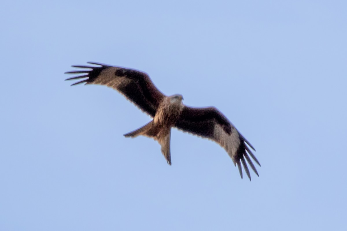 Red Kite - ML542267891