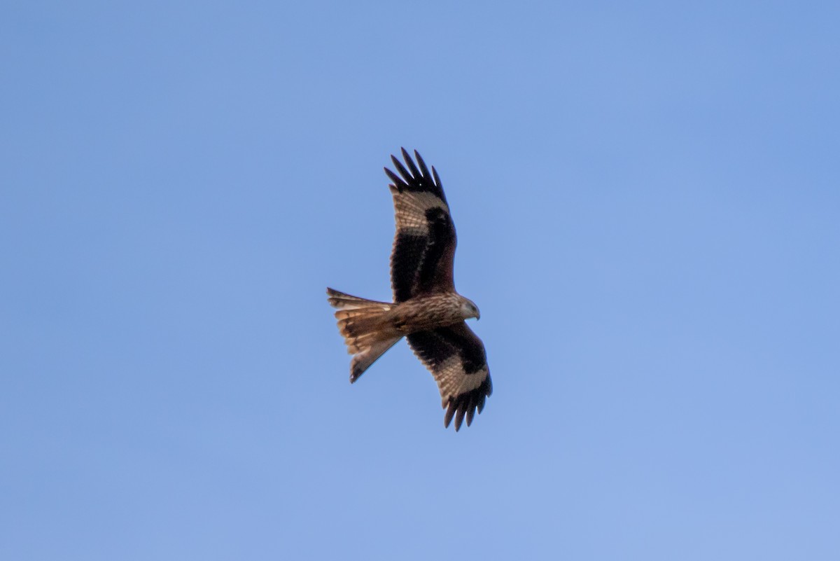 Red Kite - ML542267901