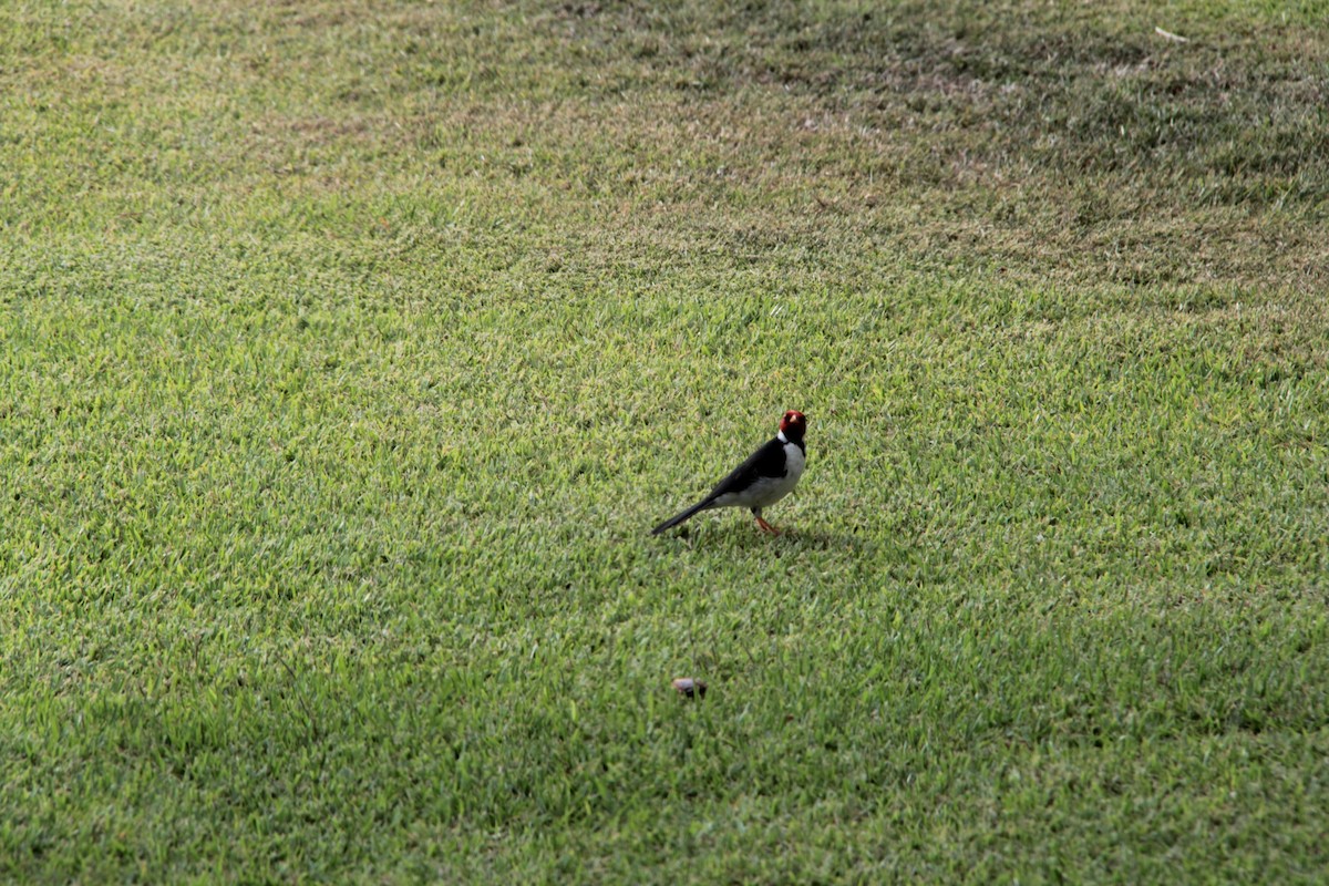 Yellow-billed Cardinal - ML542268681