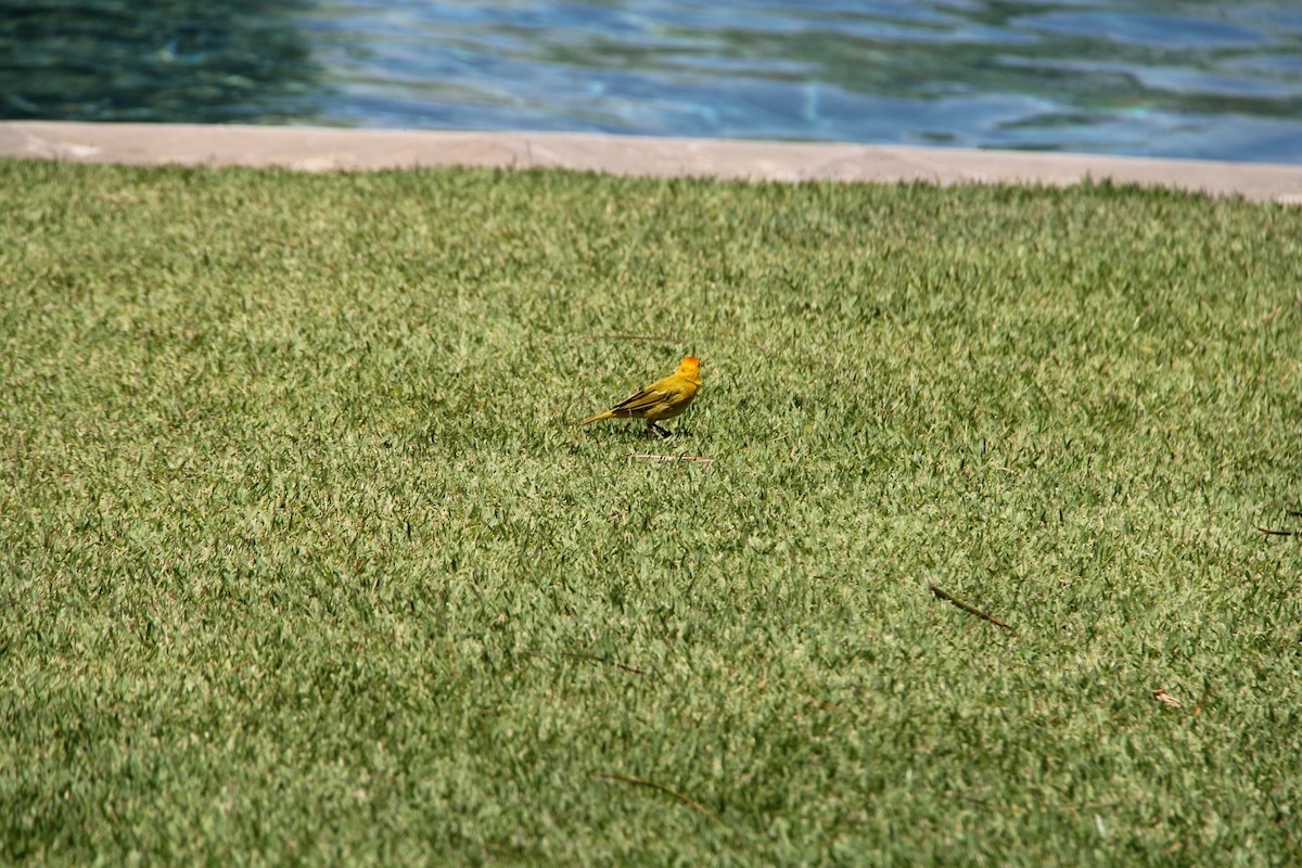 Saffron Finch - ML542268761