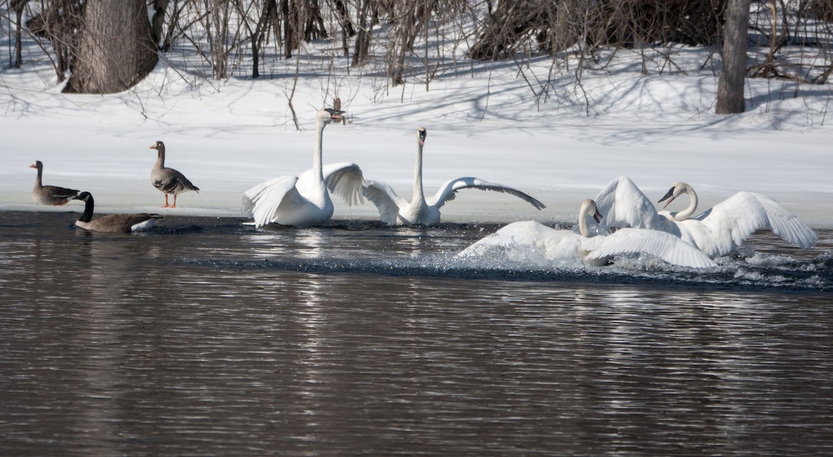 Greater White-fronted Goose - ML542269851