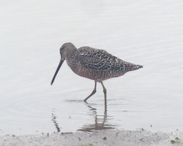 Long-billed Dowitcher - Mark Greene