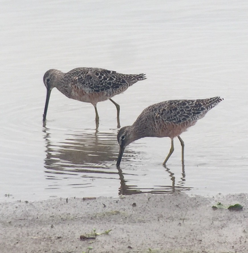 Long-billed Dowitcher - Mark Greene