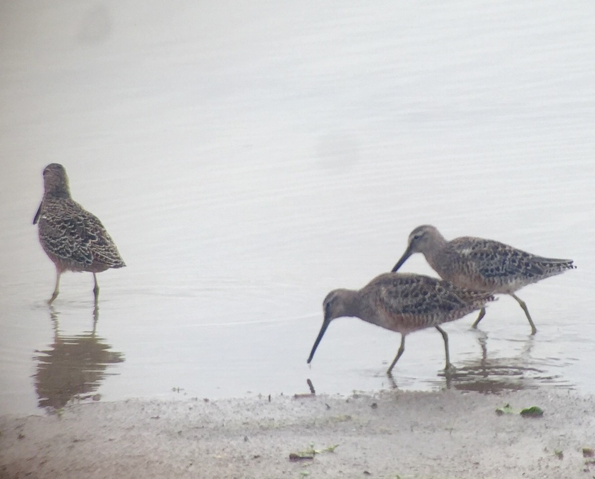 Long-billed Dowitcher - Mark Greene