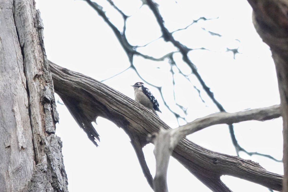 Lesser Spotted Woodpecker - ML542271531