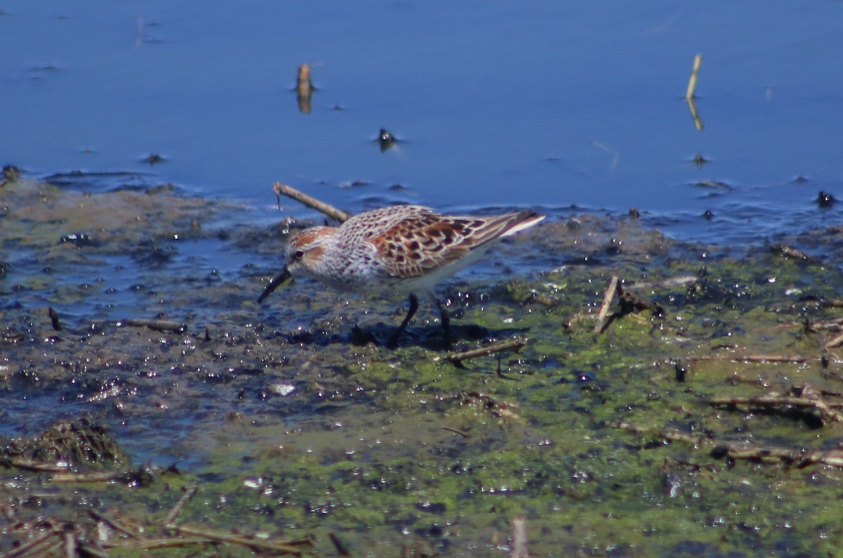 Western Sandpiper - Jeffrey Jackson