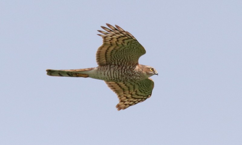 Eurasian Sparrowhawk - ML542273301