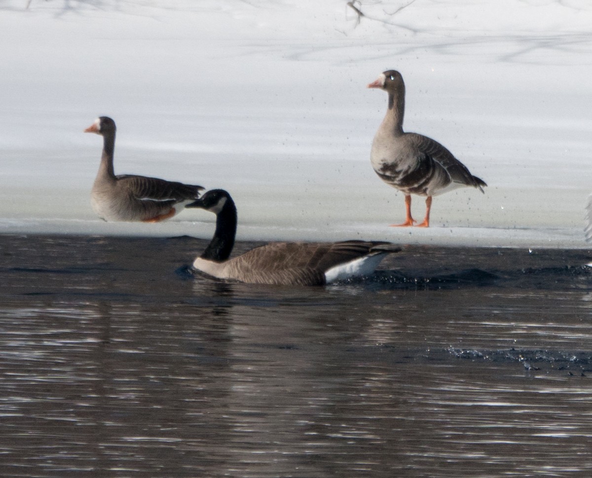 Greater White-fronted Goose - ML542273351