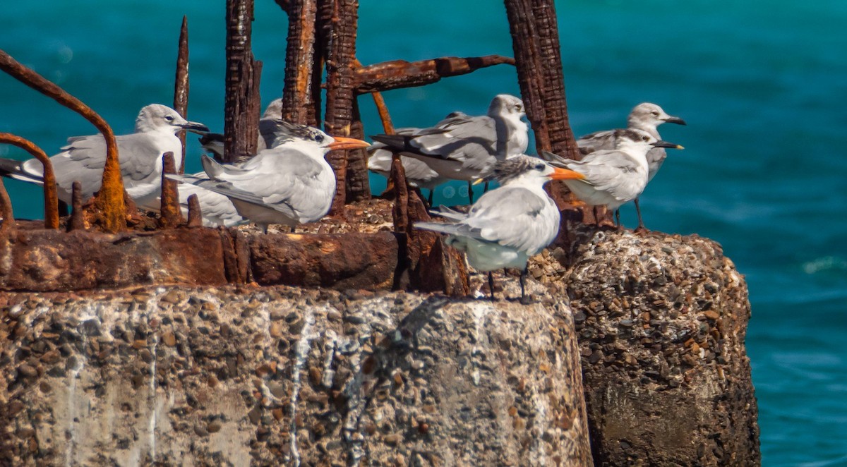 Sandwich Tern - ML542273601