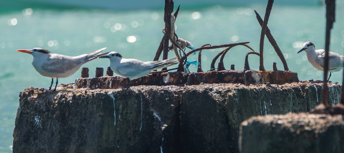 Sandwich Tern - ML542273611