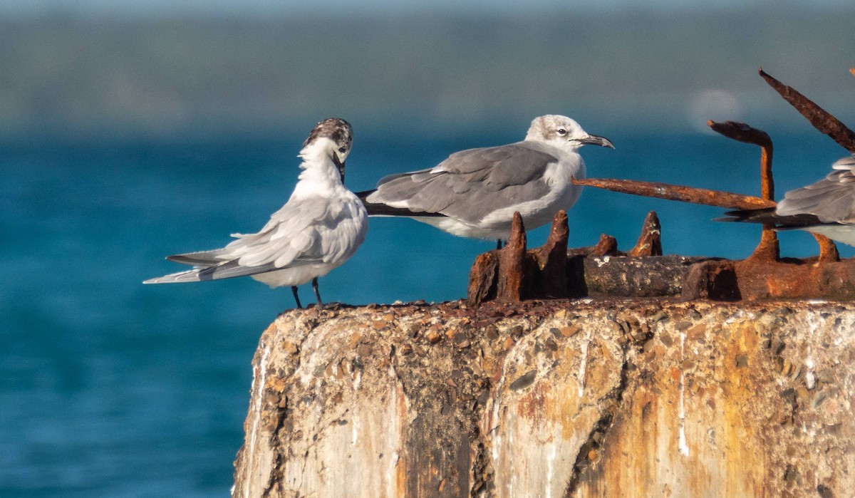 Sandwich Tern - ML542273621