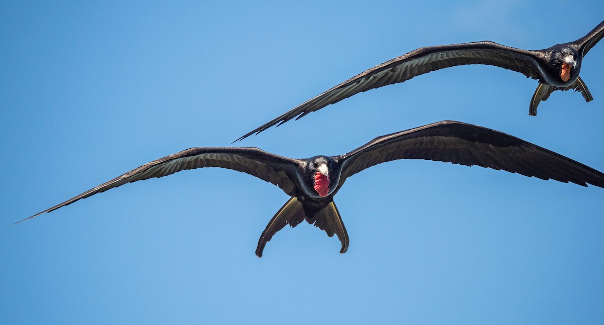 Magnificent Frigatebird - ML542273811