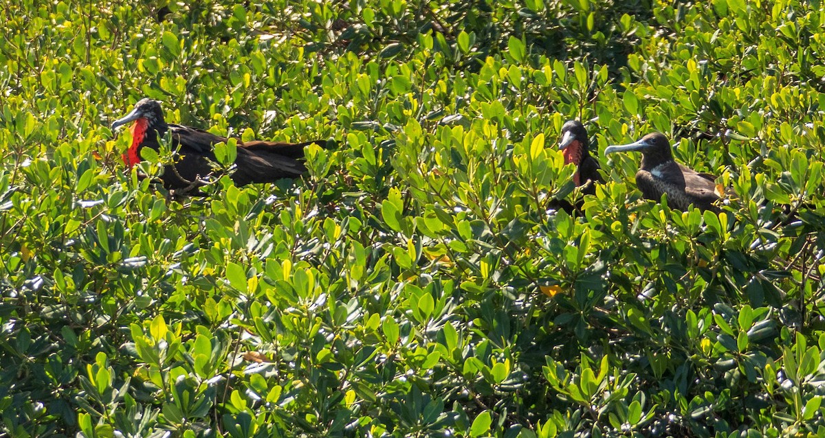 Magnificent Frigatebird - ML542273831