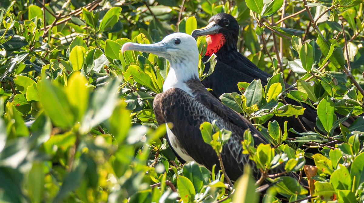 Magnificent Frigatebird - ML542273871