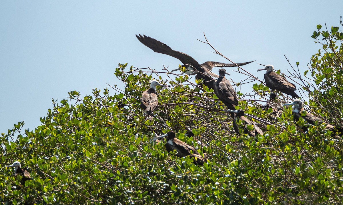 Magnificent Frigatebird - ML542273881