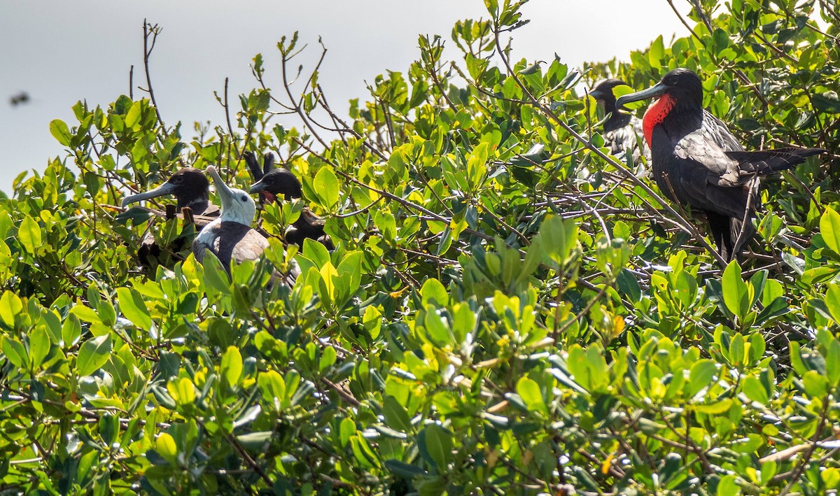 Magnificent Frigatebird - ML542273891