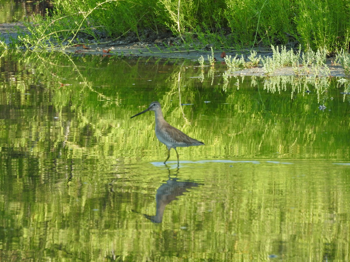 Long-billed Dowitcher - ML542275611