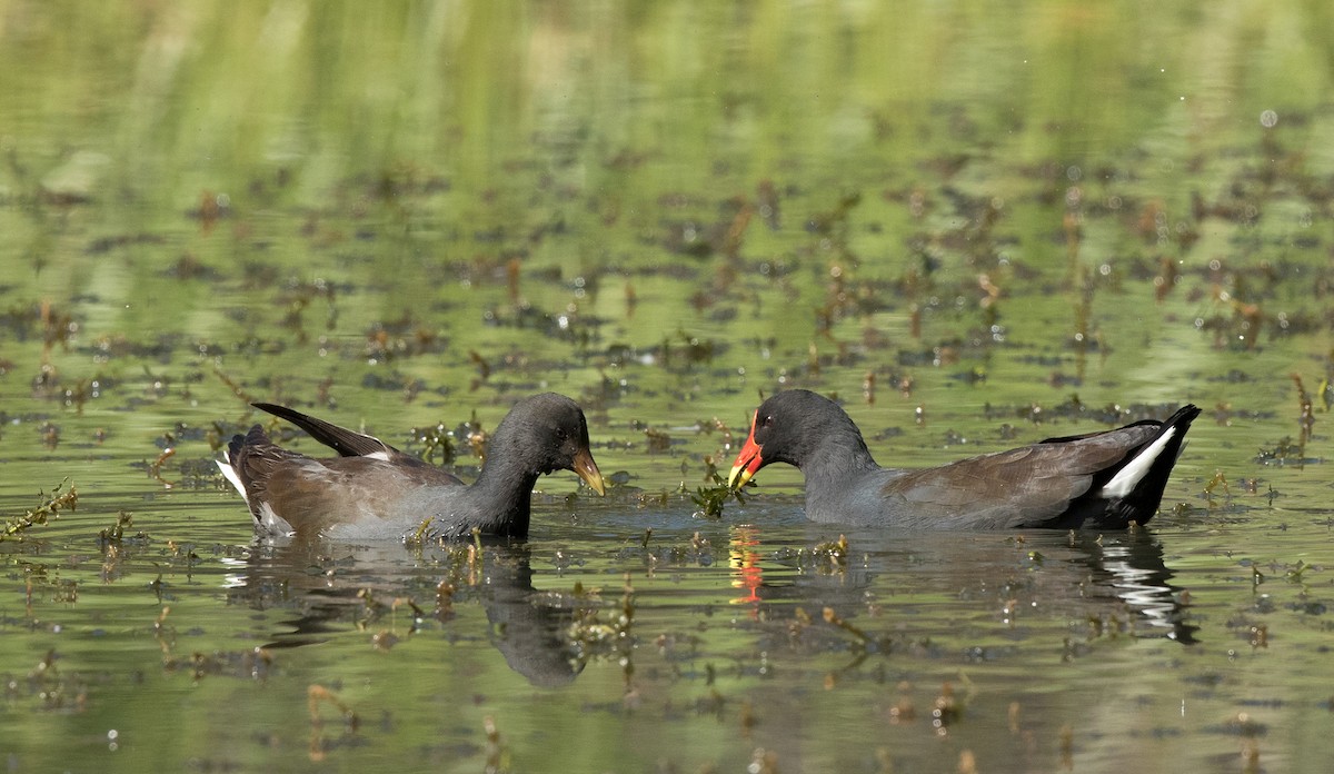 slípka tmavá - ML54227611