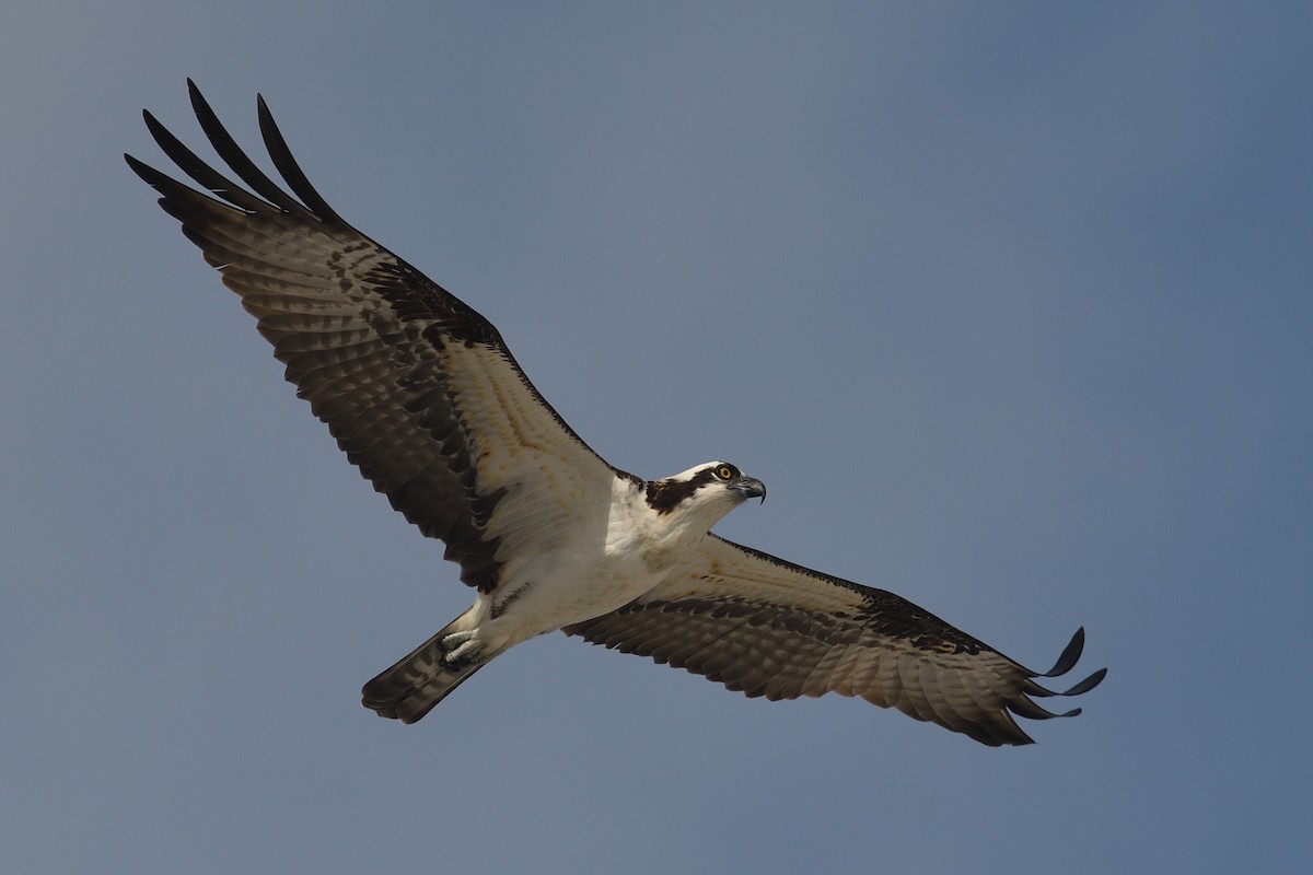 Balbuzard pêcheur - ML542276261