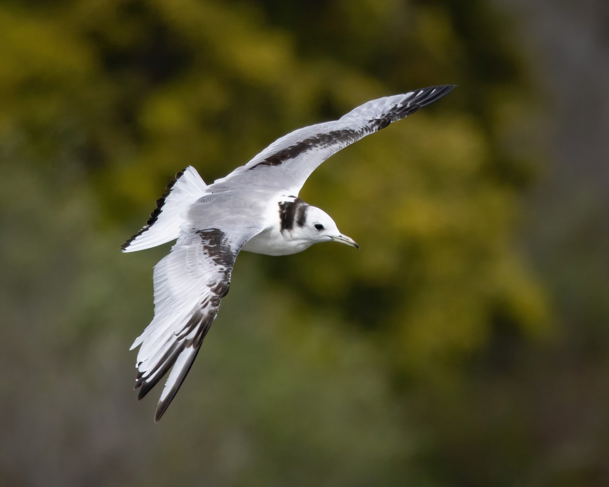 Black-legged Kittiwake - ML542276711