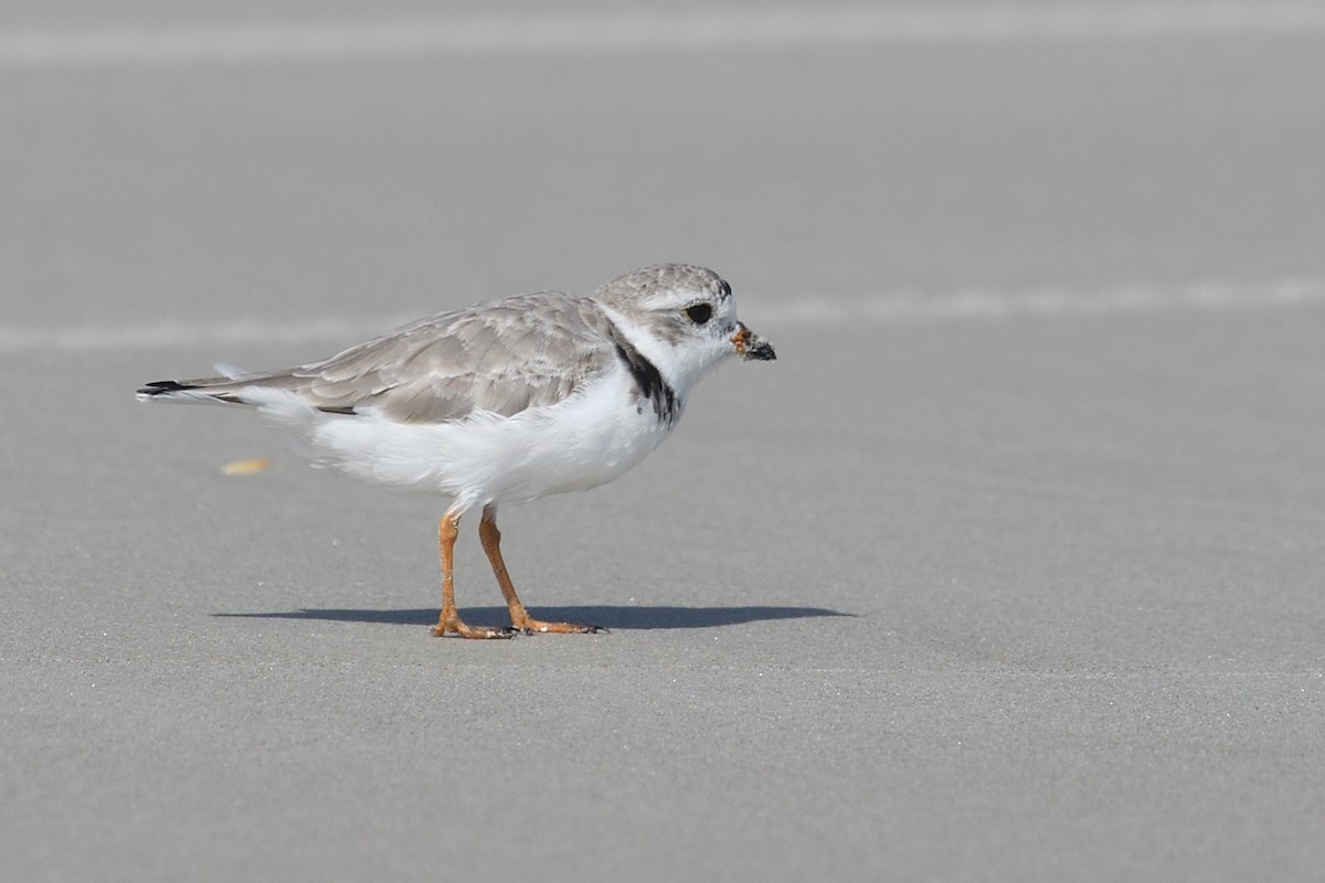 Piping Plover - Shane Carroll