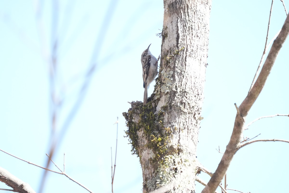 Brown Creeper - ML542278531