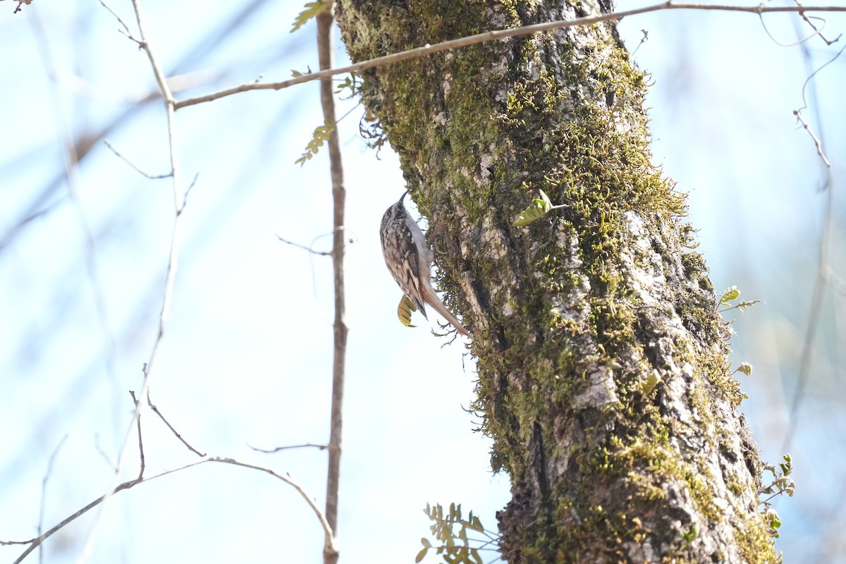 Brown Creeper - ML542278541