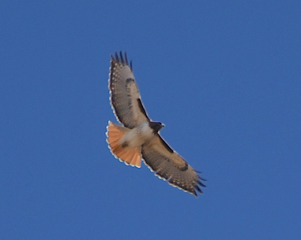 Red-tailed Hawk - ML542278671
