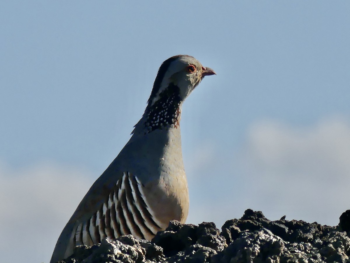 Barbary Partridge - Maggie Geer