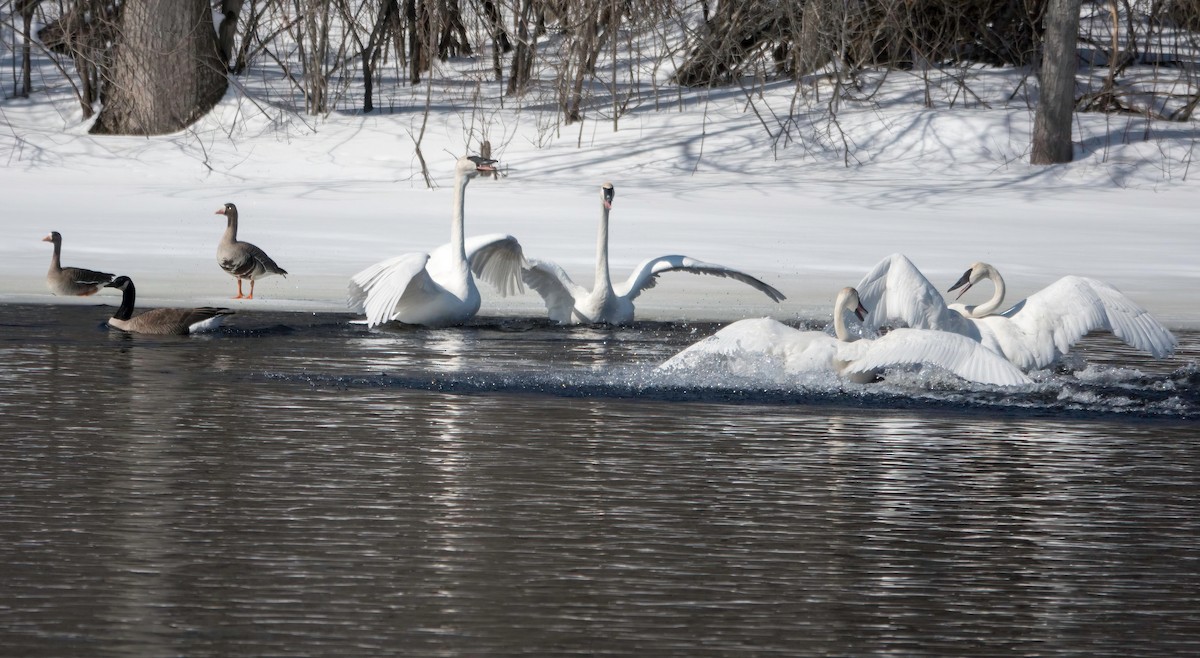 Trumpeter Swan - ML542278951