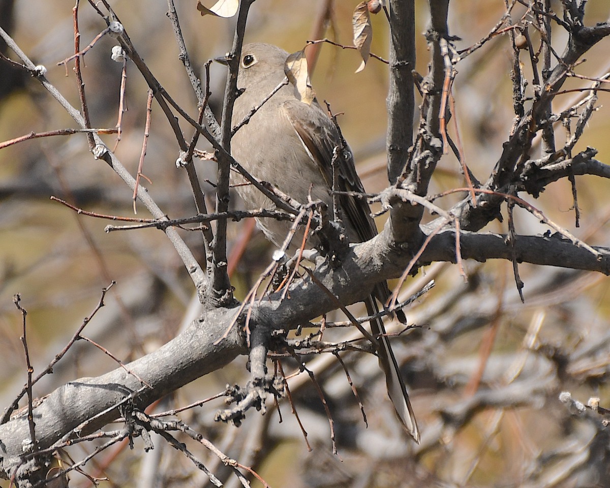 Townsend's Solitaire - ML542279471