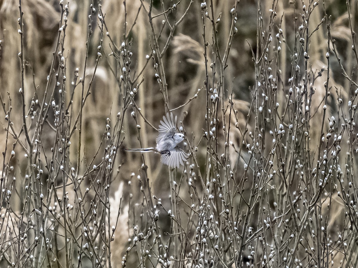 Long-tailed Tit - Dejan Sklopic