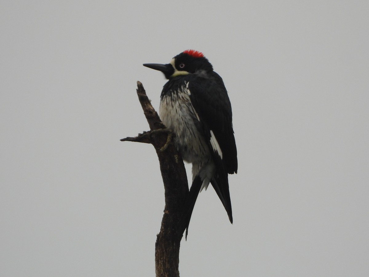 Acorn Woodpecker - Lynn Scarlett