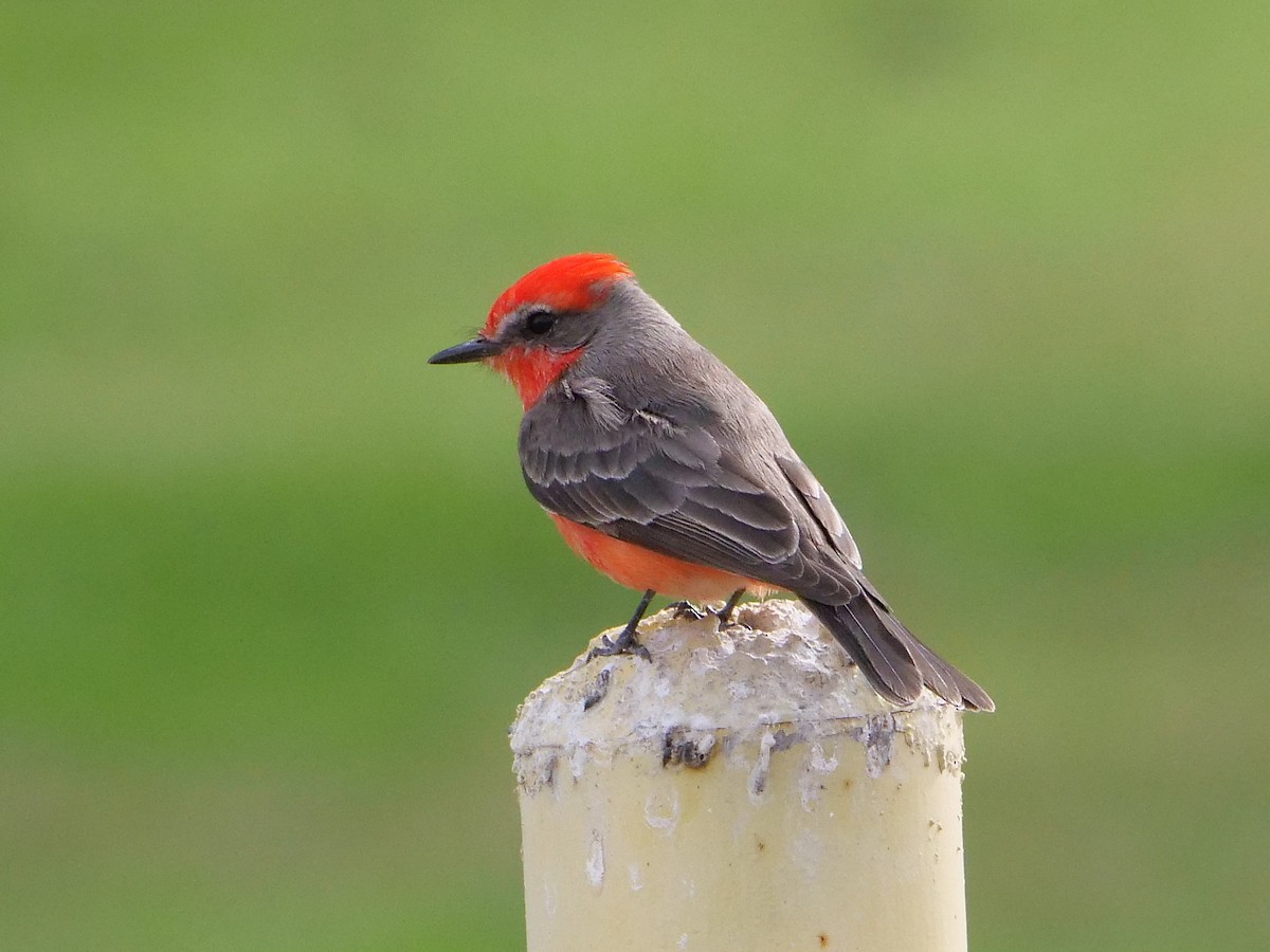 Vermilion Flycatcher - Steve Sosensky