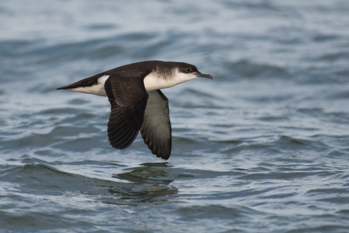 Manx Shearwater - ML54228111