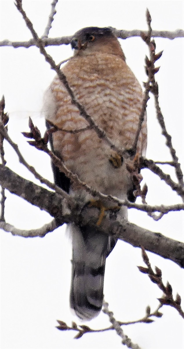 Cooper's Hawk - Peter Bergstrom