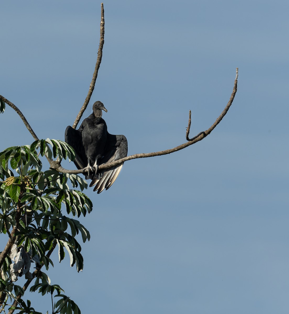 Black Vulture - ML542281981