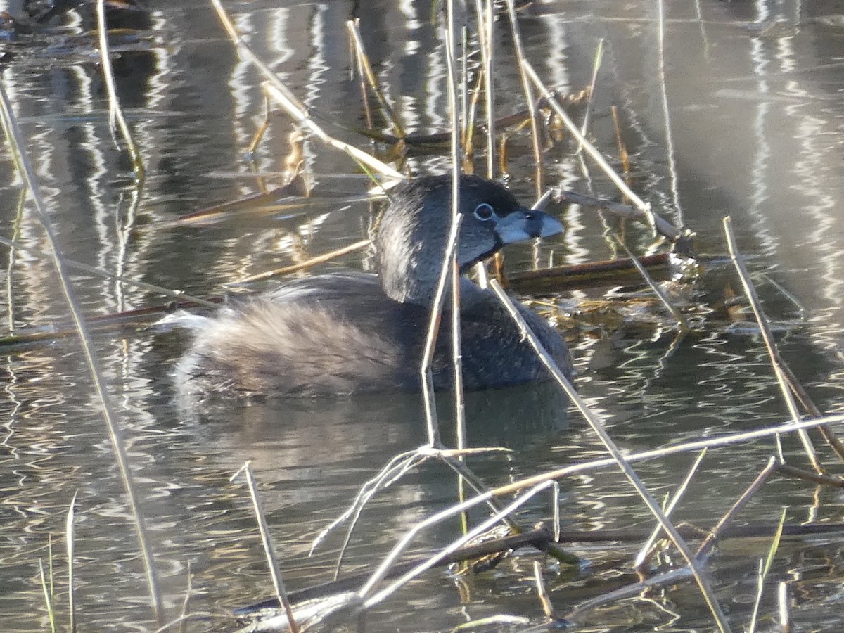 Pied-billed Grebe - ML542283141