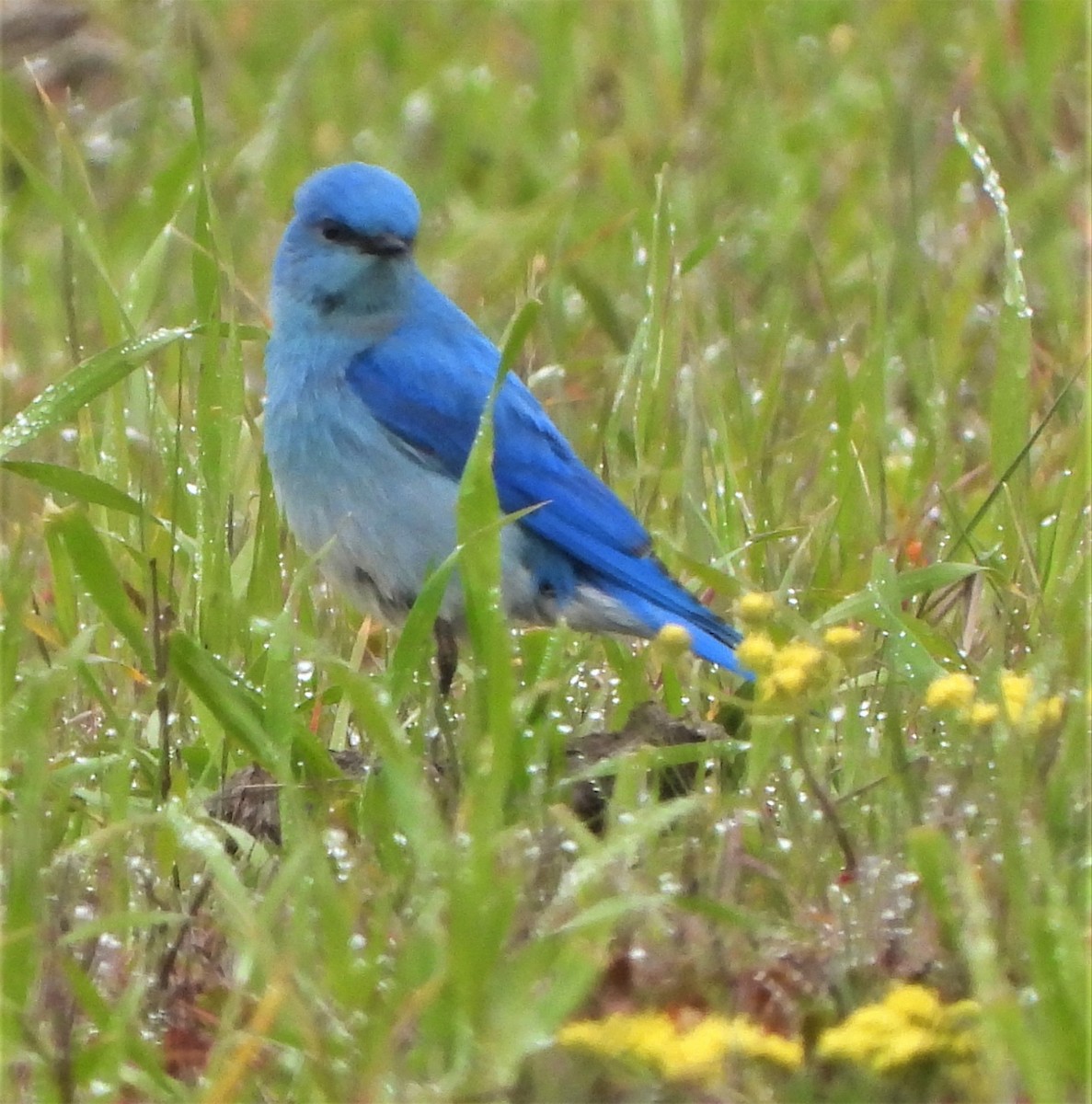 Mountain Bluebird - ML542283681