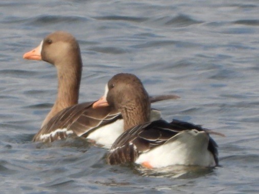 Greater White-fronted Goose - ML542284451