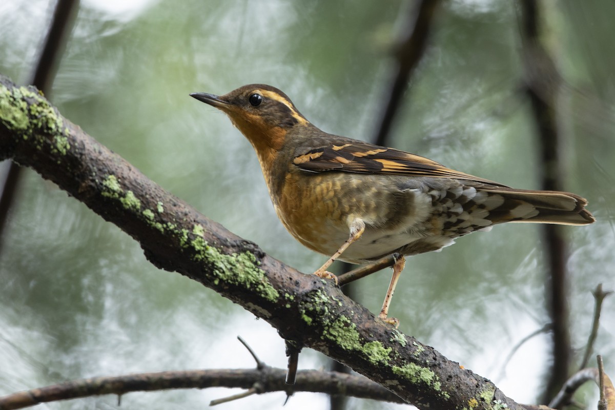 Varied Thrush - ML542286091