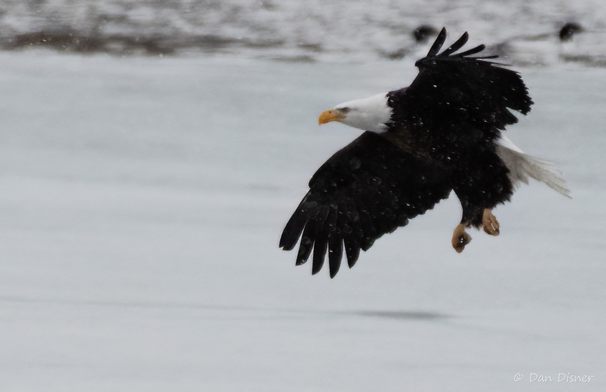 Bald Eagle - Daniel Disner