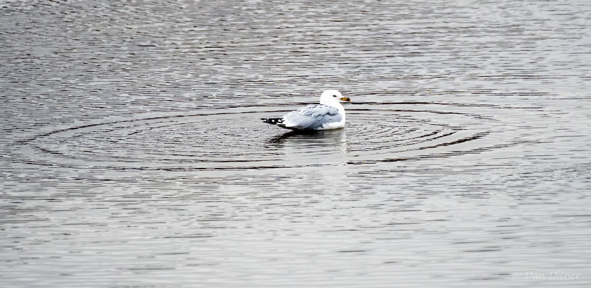 Ring-billed Gull - ML542288061