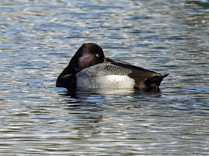 Lesser Scaup - ML542288151