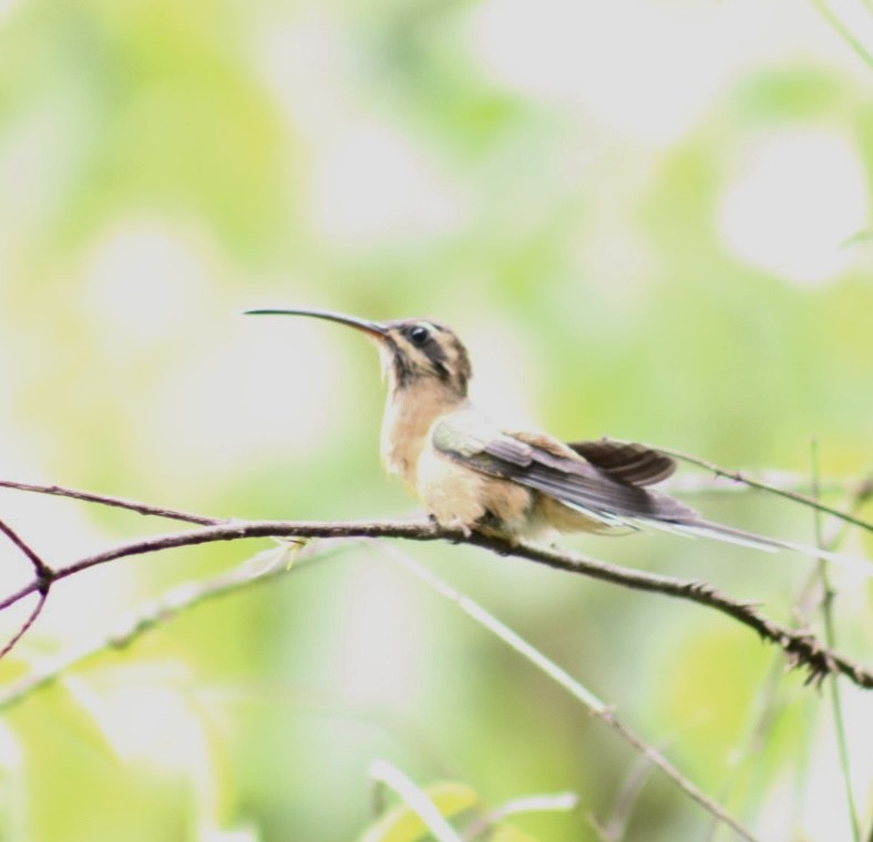 Zimtrot-Schattenkolibri - ML542288211