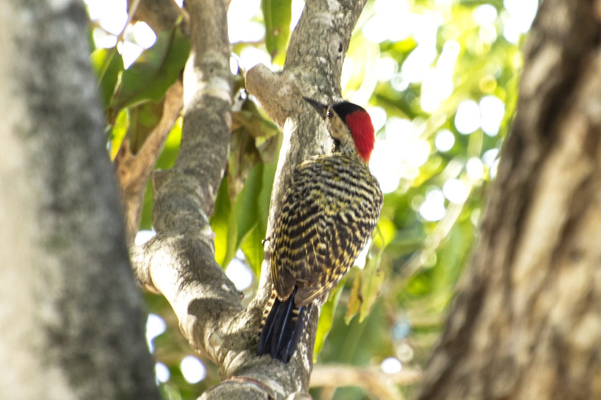 Green-barred Woodpecker - ML542288501