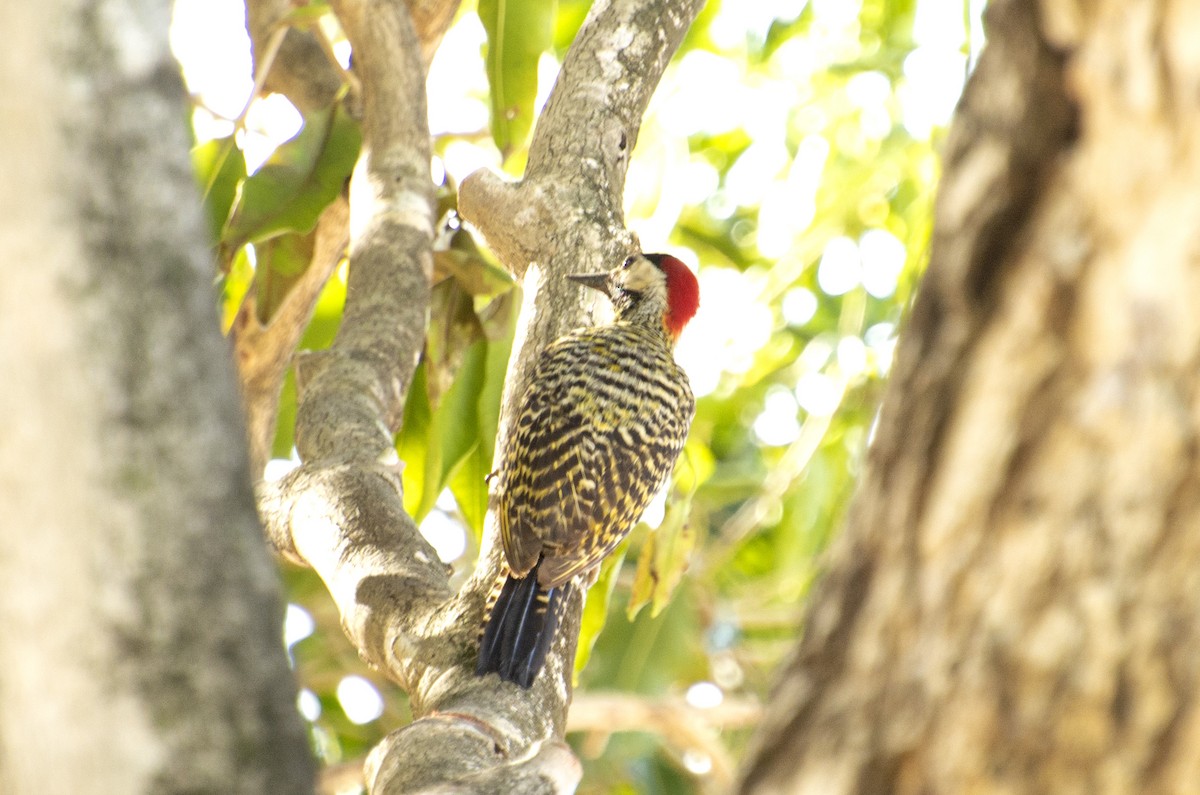 Green-barred Woodpecker - ML542288511