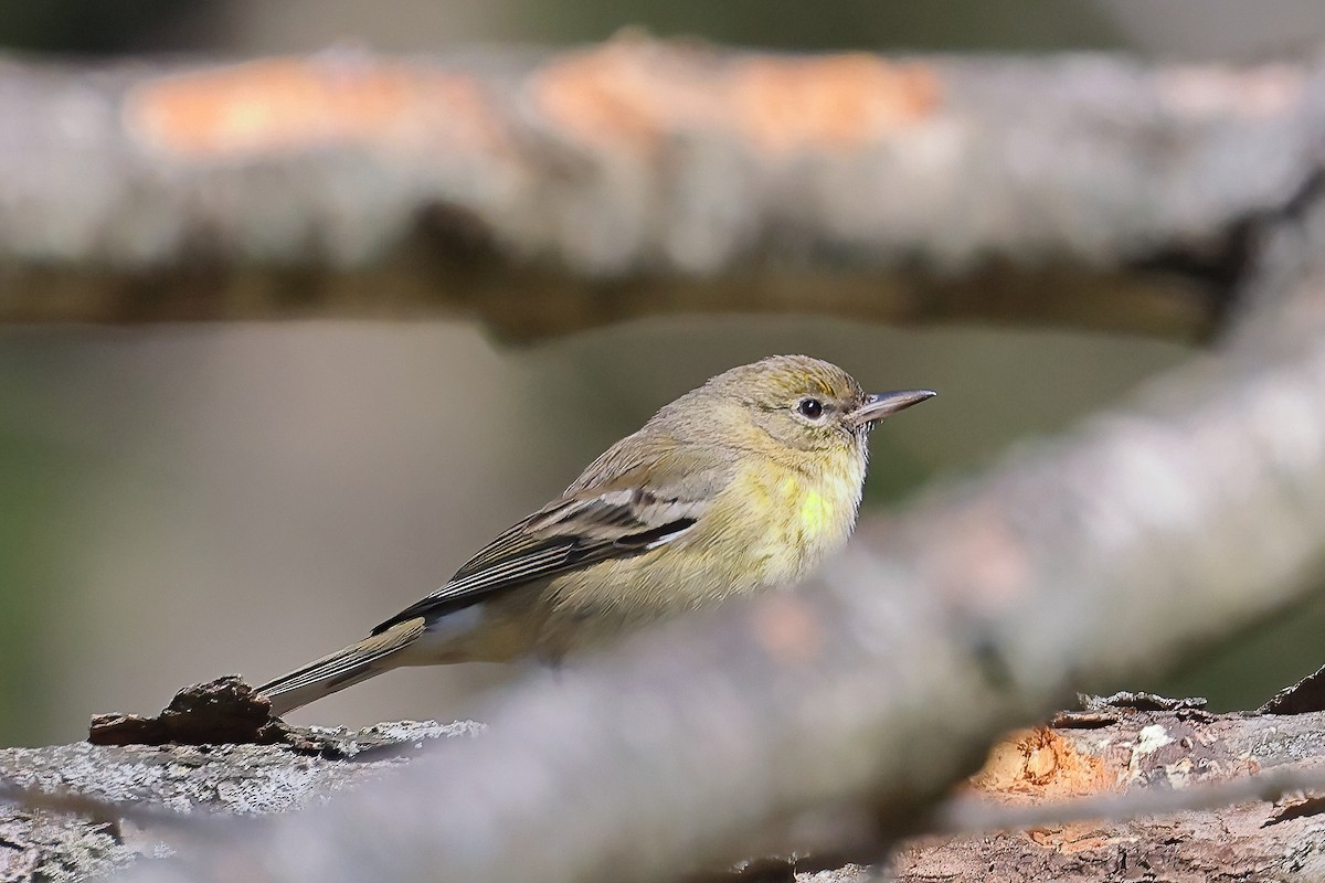 Pine Warbler - ML542289151